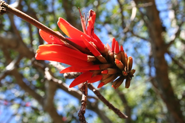 soutpansberg  botany 3